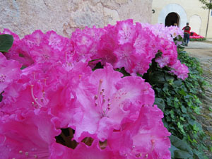Temps de Flors 2015. Claustre del monestir de Sant Daniel