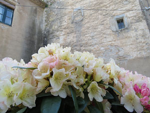 Temps de Flors 2015. Claustre del monestir de Sant Daniel