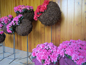 Temps de Flors 2015. Claustre del monestir de Sant Daniel