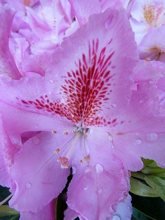 Flors de la decoració