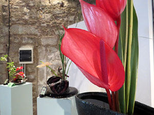 Temps de Flors 2015. Les Sarra&iuml;nes