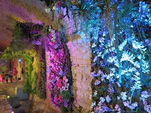 Temps de Flors 2015. Els Soterranis de la Catedral