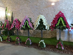 Temps de Flors 2015. Els Soterranis de la Catedral