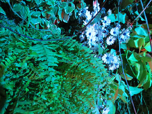 Temps de Flors 2015. Els Soterranis de la Catedral