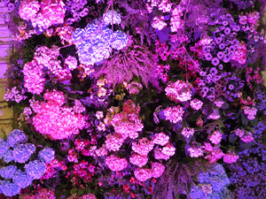 Temps de Flors 2015. Els Soterranis de la Catedral