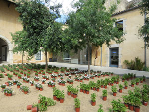 Temps de Flors 2015. Universitat de Girona - Sant Domènec
