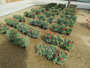 Temps de Flors 2015. Universitat de Girona - Sant Domènec