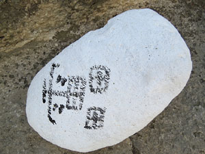 Temps de Flors 2015. Universitat de Girona - Sant Domènec