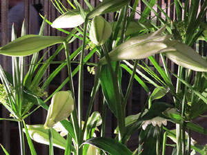 Temps de Flors 2015. L'església de Sant Feliu