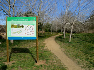 Els aiguamolls de Santa Eugènia, espai de natura