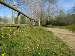 Els aiguamolls de Santa Eugènia, espai de natura