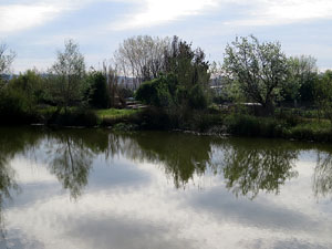 Els aiguamolls de Santa Eugènia, espai de natura