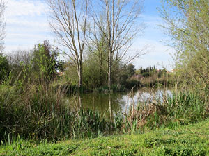 Els aiguamolls de Santa Eugènia, espai de natura