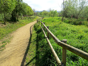 Els aiguamolls de Santa Eugènia, espai de natura