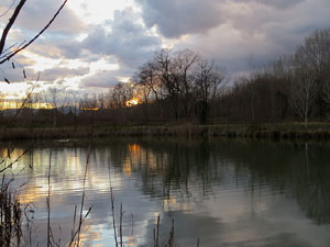 Els aiguamolls de Santa Eugènia, espai de natura