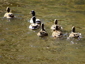 Fires 2015. Quarta baixada d'andr&ograve;mines per l'Onyar