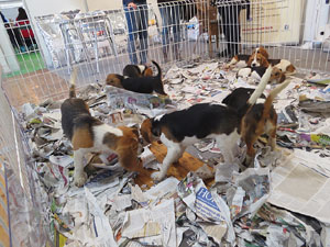 Fires 2015. 54a Fira de Mostres a Fira de Girona