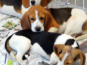 Fires 2015. 54a Fira de Mostres a Fira de Girona