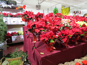 Nadal 2015 a Girona. Firanadal a la pla&ccedil;a Independ&egrave;ncia