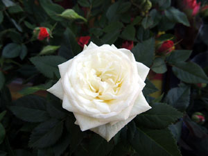 Sant Jordi 2016 a Girona