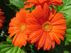 Temps de Flors 2016. Diversos espais del Passeig Arqueològic