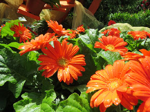 Temps de Flors 2016. Diversos espais del Passeig Arqueològic