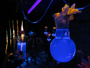 Temps de Flors 2016. La Casa de Lle&oacute; Avinay