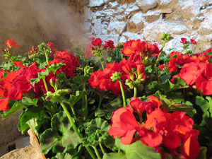 Temps de Flors 2016. La Casa de Lle&oacute; Avinay