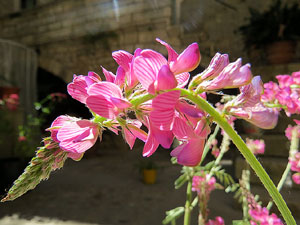 Temps de Flors 2016. Casa Boadas - Formiga al carrer dels Alemanys