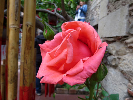 Temps de Flors 2016. Centre Bonastruc &ccedil;a Porta