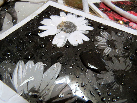 Temps de Flors 2016. Casa Sambola - Pla Dalmau, al carrer de la Força