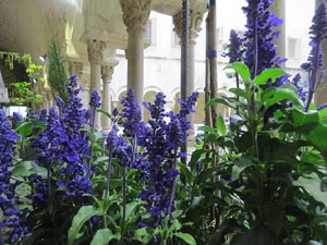 Temps de Flors 2016. Decoració floral del claustre de la Catedral