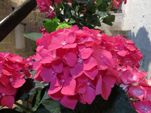 Temps de Flors 2016. Casa Laporta - C&uacute;ndaro