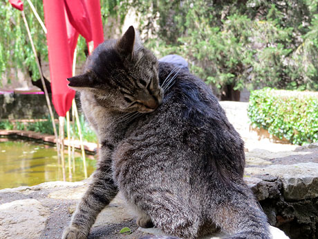Temps de Flors 2016. Els Jardins del doctor Figueras