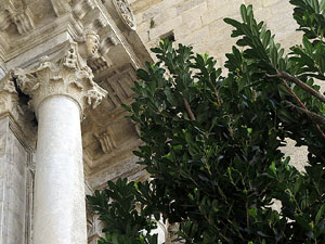 Temps de Flors 2016. Escales est i nord de l'esgl&eacute;sia de Sant Feliu