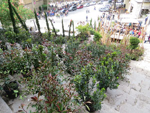 Temps de Flors 2016. Escales est i nord de l'esgl&eacute;sia de Sant Feliu