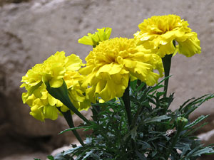 Temps de Flors 2016. Escales est i nord de l'esgl&eacute;sia de Sant Feliu