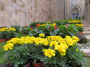 Temps de Flors 2016. Escales est i nord de l'esgl&eacute;sia de Sant Feliu