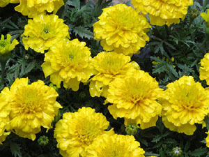 Temps de Flors 2016. Escales est i nord de l'esgl&eacute;sia de Sant Feliu