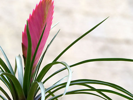 Temps de Flors 2016. Escales est i nord de l'esgl&eacute;sia de Sant Feliu