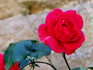 Temps de Flors 2016. La Torre Gironella