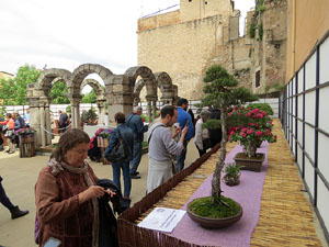 Temps de Flors 2016. Museu d'Hist&ograve;ria de Girona: espais de la Carbonera, la Cisterna, la Terrassa del Museu i l'Assecador