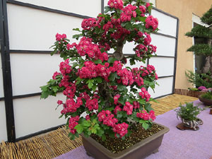 Temps de Flors 2016. Museu d'Hist&ograve;ria de Girona: espais de la Carbonera, la Cisterna, la Terrassa del Museu i l'Assecador