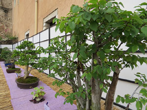 Temps de Flors 2016. Museu d'Hist&ograve;ria de Girona: espais de la Carbonera, la Cisterna, la Terrassa del Museu i l'Assecador