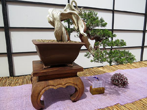 Temps de Flors 2016. Museu d'Hist&ograve;ria de Girona: espais de la Carbonera, la Cisterna, la Terrassa del Museu i l'Assecador