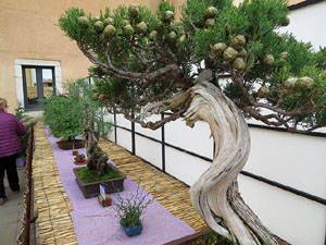 Temps de Flors 2016. Museu d'Hist&ograve;ria de Girona: espais de la Carbonera, la Cisterna, la Terrassa del Museu i l'Assecador