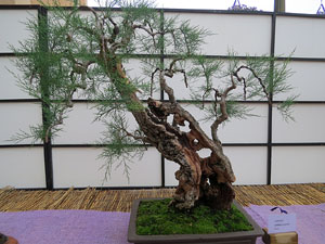 Temps de Flors 2016. Museu d'Hist&ograve;ria de Girona: espais de la Carbonera, la Cisterna, la Terrassa del Museu i l'Assecador