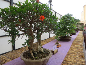 Temps de Flors 2016. Museu d'Hist&ograve;ria de Girona: espais de la Carbonera, la Cisterna, la Terrassa del Museu i l'Assecador