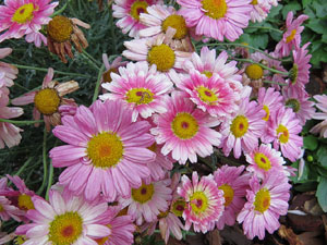 Temps de Flors 2016. Muntatges i instal&middot;lacions a la pla&ccedil;a dels Jurats