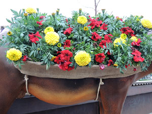 Temps de Flors 2016. Els ponts de l'Onyar